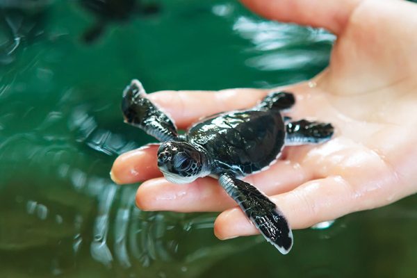 Baby turtle in the hands of the care taker at the Kosgoda Turtle Hatchery