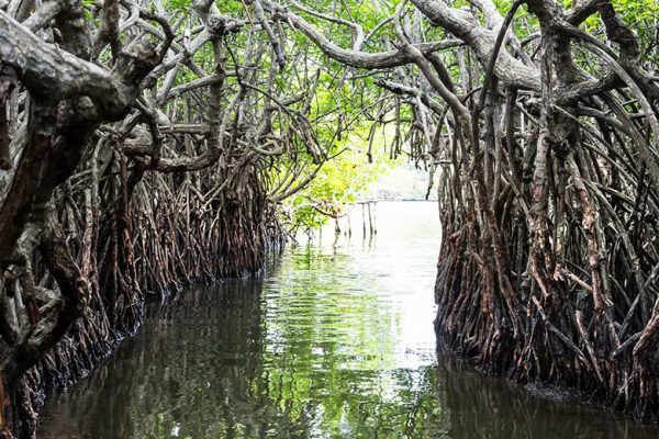 Scenic view of Koggala Lake